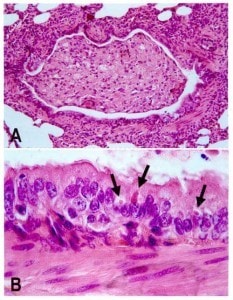 Staupe-Virus-Hund