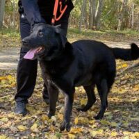 Blacky. Wie lange muss dieser traumhaft schöne Labbi noch im Tierheim ausharren?