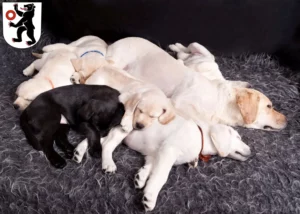 Mehr über den Artikel erfahren Labrador Züchter und Welpen in Appenzell