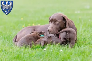 Mehr über den Artikel erfahren Labrador Züchter und Welpen in Arnsberg