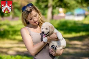 Mehr über den Artikel erfahren Labrador Züchter und Welpen in Bad Neustadt an der Saale