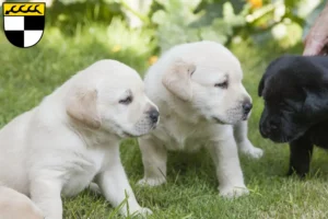 Mehr über den Artikel erfahren Labrador Züchter und Welpen in Balingen