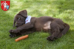 Mehr über den Artikel erfahren Labrador Züchter und Welpen in Bamberg