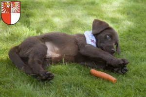 Mehr über den Artikel erfahren Labrador Züchter und Welpen in Barnim