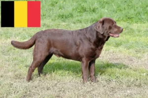 Mehr über den Artikel erfahren Labrador Züchter und Welpen in Belgien