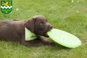 Mehr über den Artikel erfahren Labrador Züchter und Welpen in Bergisch Gladbach