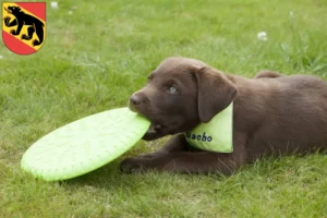 Mehr über den Artikel erfahren Labrador Züchter und Welpen in Bern