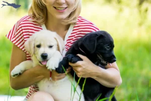 Mehr über den Artikel erfahren Labrador Züchter und Welpen am Bodensee