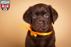 Mehr über den Artikel erfahren Labrador Züchter und Welpen in Cham (Oberpfalz)