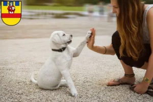 Mehr über den Artikel erfahren Labrador Züchter und Welpen in Cloppenburg