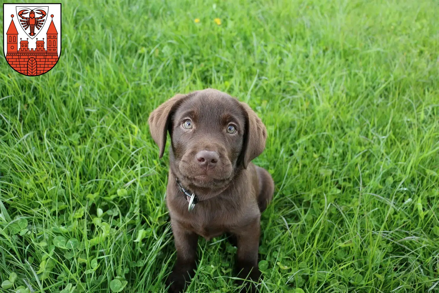 Labrador Züchter Und Welpen In Cottbus - LabradorSeite.de