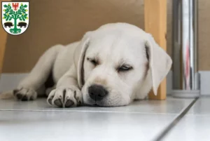 Mehr über den Artikel erfahren Labrador Züchter und Welpen in Eberswalde