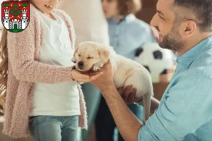 Mehr über den Artikel erfahren Labrador Züchter und Welpen in Eichstätt