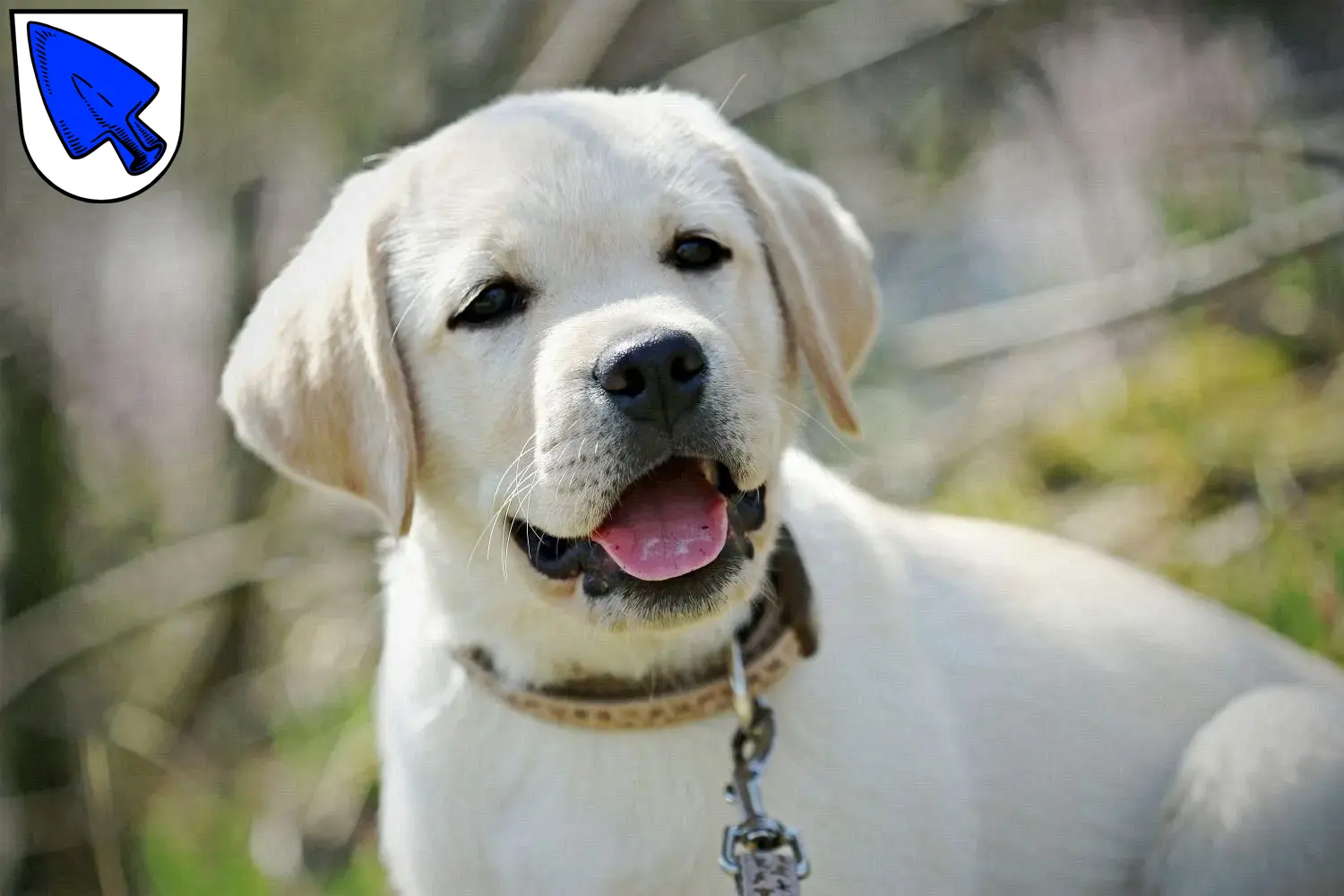 Labrador Züchter Und Welpen In Erding - LabradorSeite.de