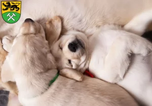 Mehr über den Artikel erfahren Labrador Züchter und Welpen im Erzgebirge