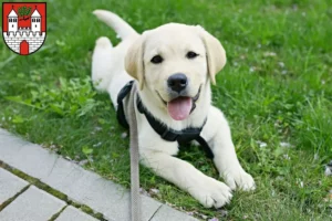 Mehr über den Artikel erfahren Labrador Züchter und Welpen in Eschwege