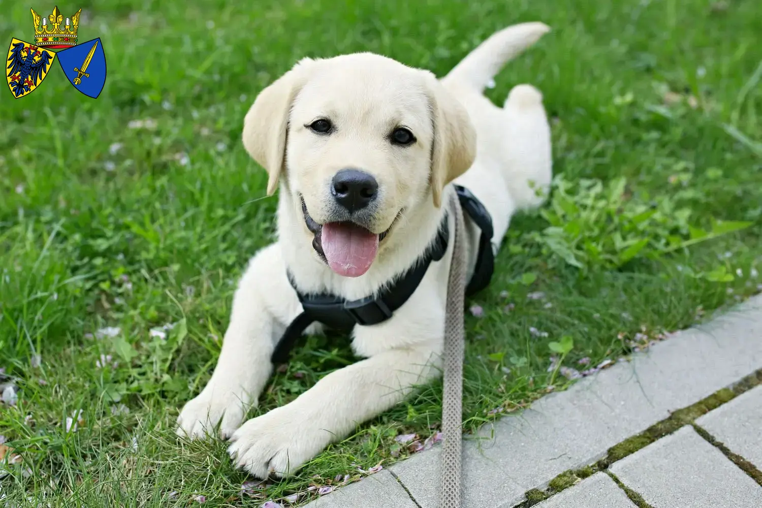 Labrador Züchter Und Welpen In Essen - LabradorSeite.de