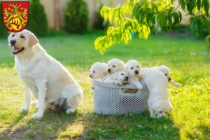 Mehr über den Artikel erfahren Labrador Züchter und Welpen in Forst (Lausitz)