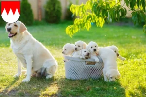 Mehr über den Artikel erfahren Labrador Züchter und Welpen in Franken