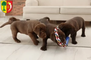 Mehr über den Artikel erfahren Labrador Züchter und Welpen in Friedrichshafen