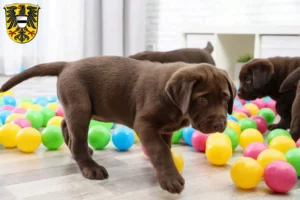 Mehr über den Artikel erfahren Labrador Züchter und Welpen in Gelnhausen