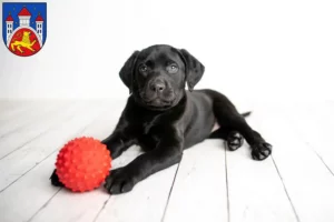 Mehr über den Artikel erfahren Labrador Züchter und Welpen in Göttingen