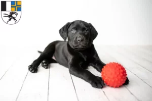 Mehr über den Artikel erfahren Labrador Züchter und Welpen in Graubünden