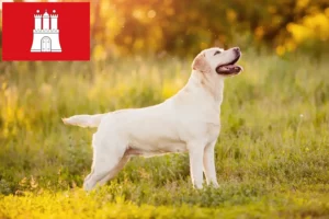 Mehr über den Artikel erfahren Labrador Züchter und Welpen in Hamburg