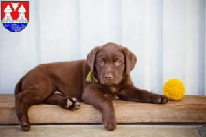 Mehr über den Artikel erfahren Labrador Züchter und Welpen in Itzehoe