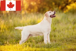 Mehr über den Artikel erfahren Labrador Züchter und Welpen in Kanada