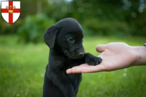 Mehr über den Artikel erfahren Labrador Züchter und Welpen in Koblenz