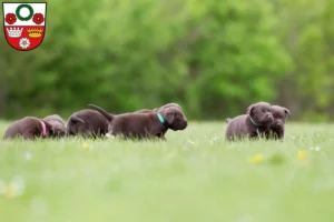 Mehr über den Artikel erfahren Labrador Züchter und Welpen in Kronach