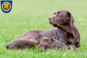 Mehr über den Artikel erfahren Labrador Züchter und Welpen in Künzelsau