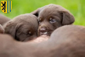 Mehr über den Artikel erfahren Labrador Züchter und Welpen in Leipzig