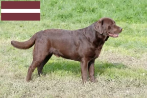 Mehr über den Artikel erfahren Labrador Züchter und Welpen in Lettland