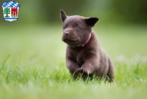 Mehr über den Artikel erfahren Labrador Züchter und Welpen in Lindau