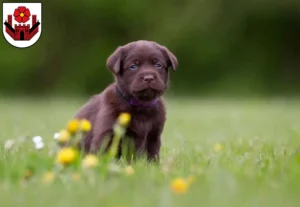 Mehr über den Artikel erfahren Labrador Züchter und Welpen in Lippstadt