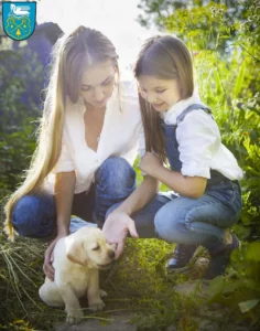 Mehr über den Artikel erfahren Labrador Züchter und Welpen in Luckenwalde