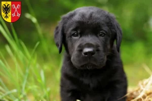 Mehr über den Artikel erfahren Labrador Züchter und Welpen in Minden