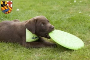 Mehr über den Artikel erfahren Labrador Züchter und Welpen in Neuwied