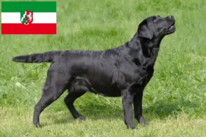 Mehr über den Artikel erfahren Labrador Züchter und Welpen in Nordrhein-Westfalen