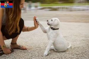 Mehr über den Artikel erfahren Labrador Züchter und Welpen in Ostfriesland