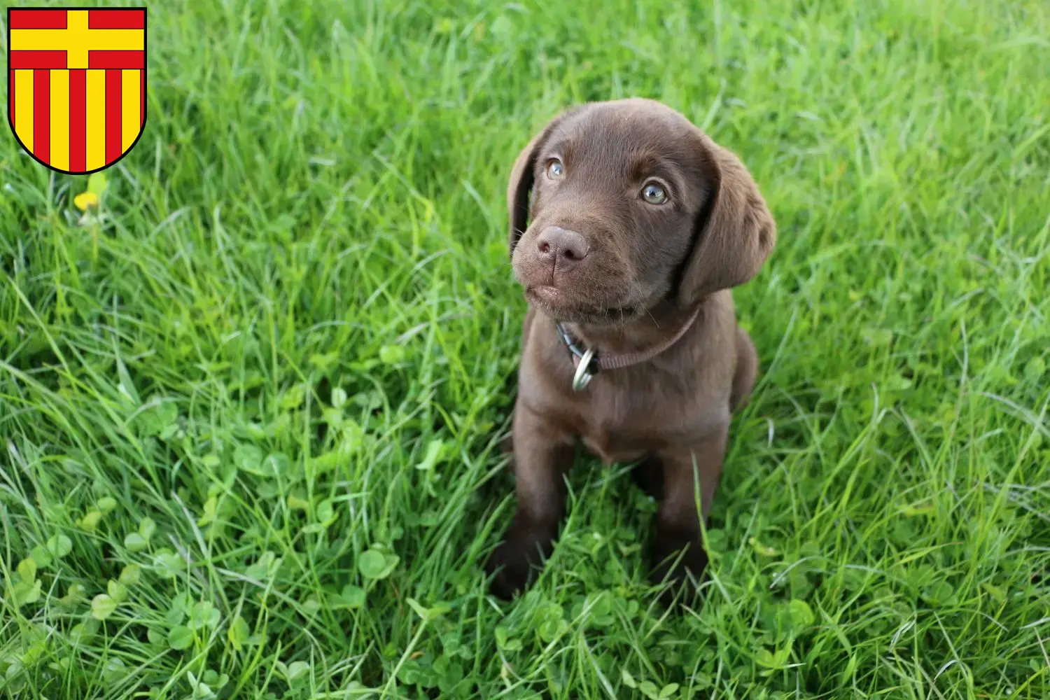 Labrador Züchter Und Welpen In Paderborn - LabradorSeite.de