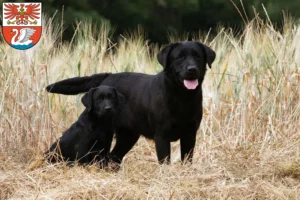 Mehr über den Artikel erfahren Labrador Züchter und Welpen in Prenzlau