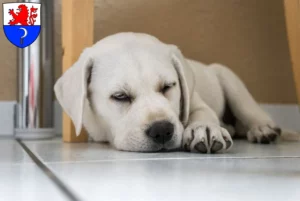 Mehr über den Artikel erfahren Labrador Züchter und Welpen in Remscheid