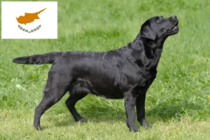 Mehr über den Artikel erfahren Labrador Züchter und Welpen auf Zypern