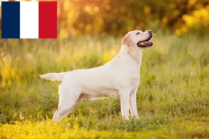 Mehr über den Artikel erfahren Labrador Züchter und Welpen auf Réunion