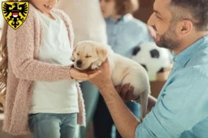 Mehr über den Artikel erfahren Labrador Züchter und Welpen in Reutlingen