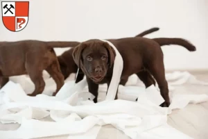 Mehr über den Artikel erfahren Labrador Züchter und Welpen in Senftenberg