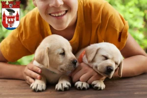 Mehr über den Artikel erfahren Labrador Züchter und Welpen in Spandau